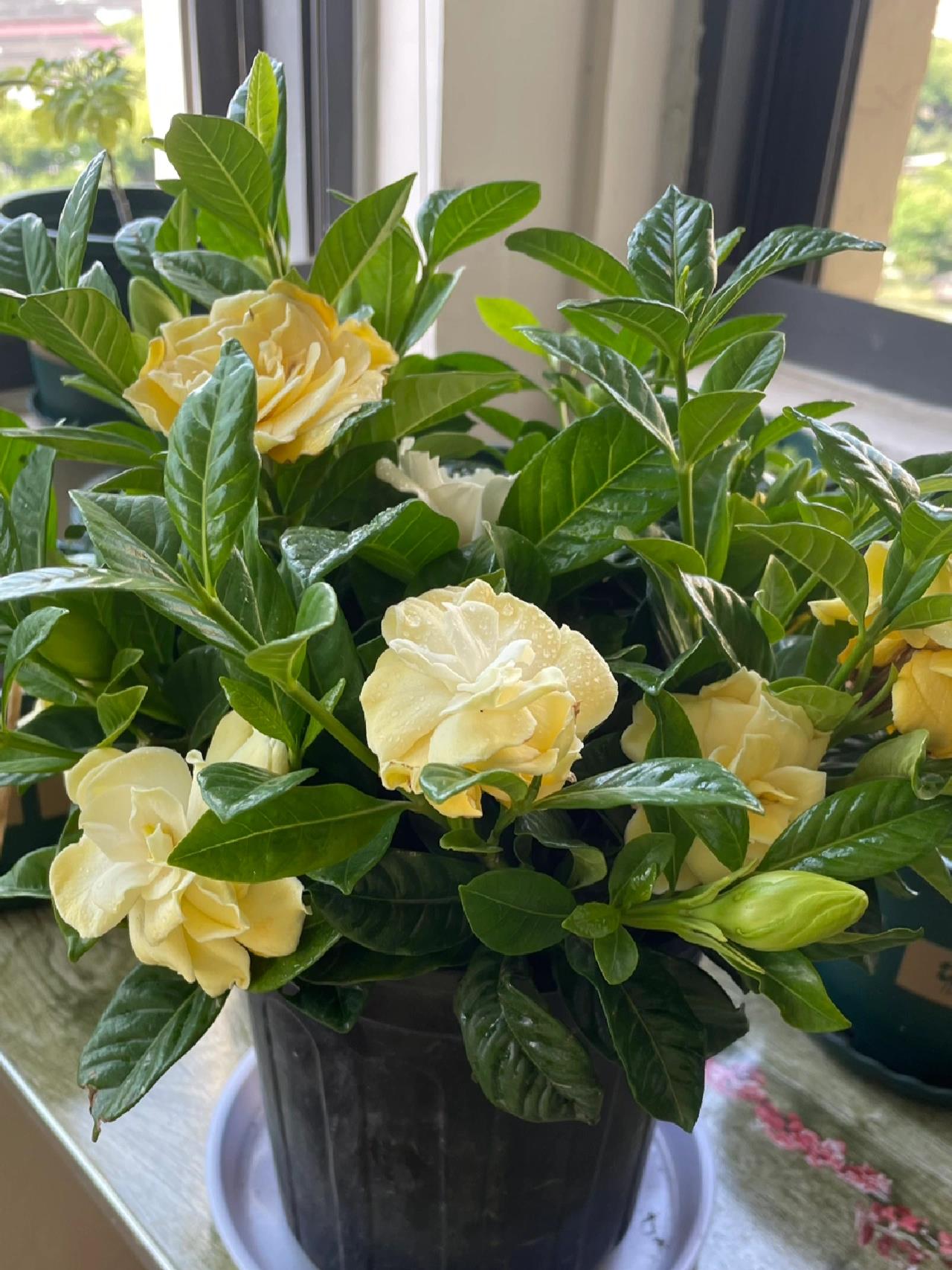 虽然栀子花喜欢肥料,但是它对肥料的浓度要求很高,如果使用大肥,会对