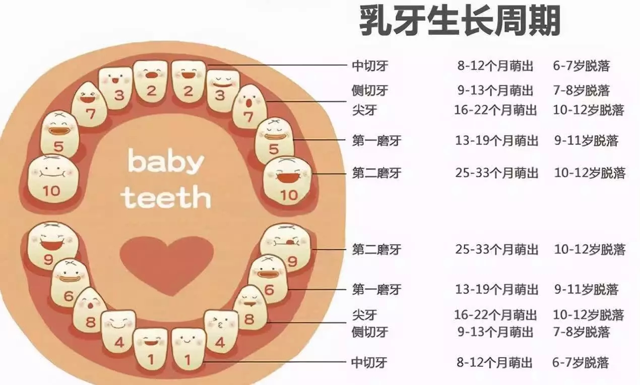 儿童长乳牙的顺序图图片
