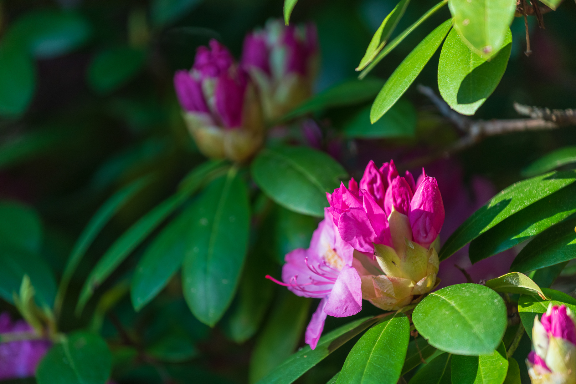 北美高山杜鹃介绍 高山杜鹃(rhododendron canadense),也被称为美国