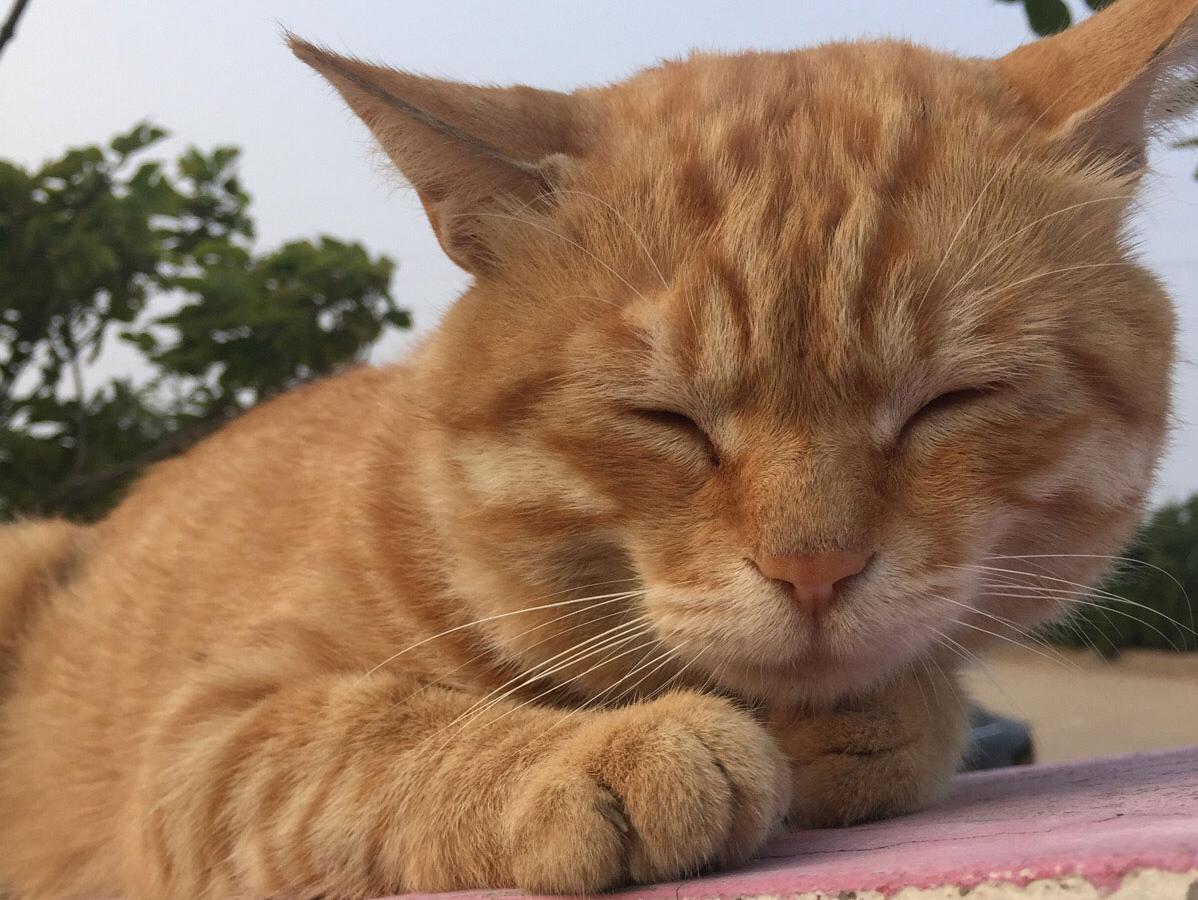 就像冰淇淋不只有草莓味一样,橘猫也不只有橘色狸花猫