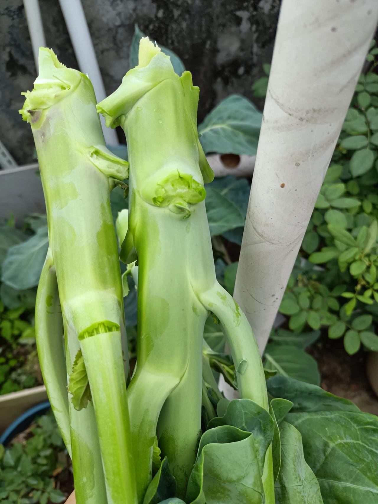 芥兰不喜欢晒太阳,种在有阴凉的地方是最好的啦.