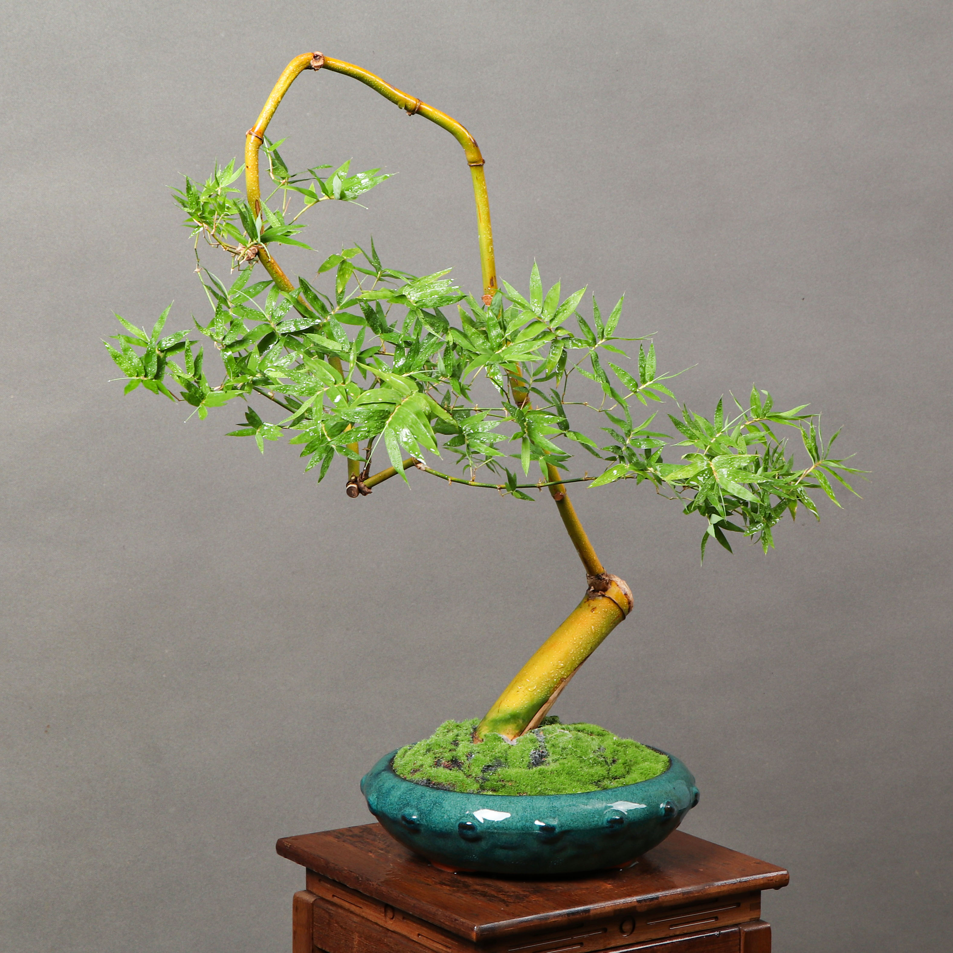 竹林中的隐世 #竹#精品老桩簕竹盆景,捞月玩家品,"秋风晨露能破暑