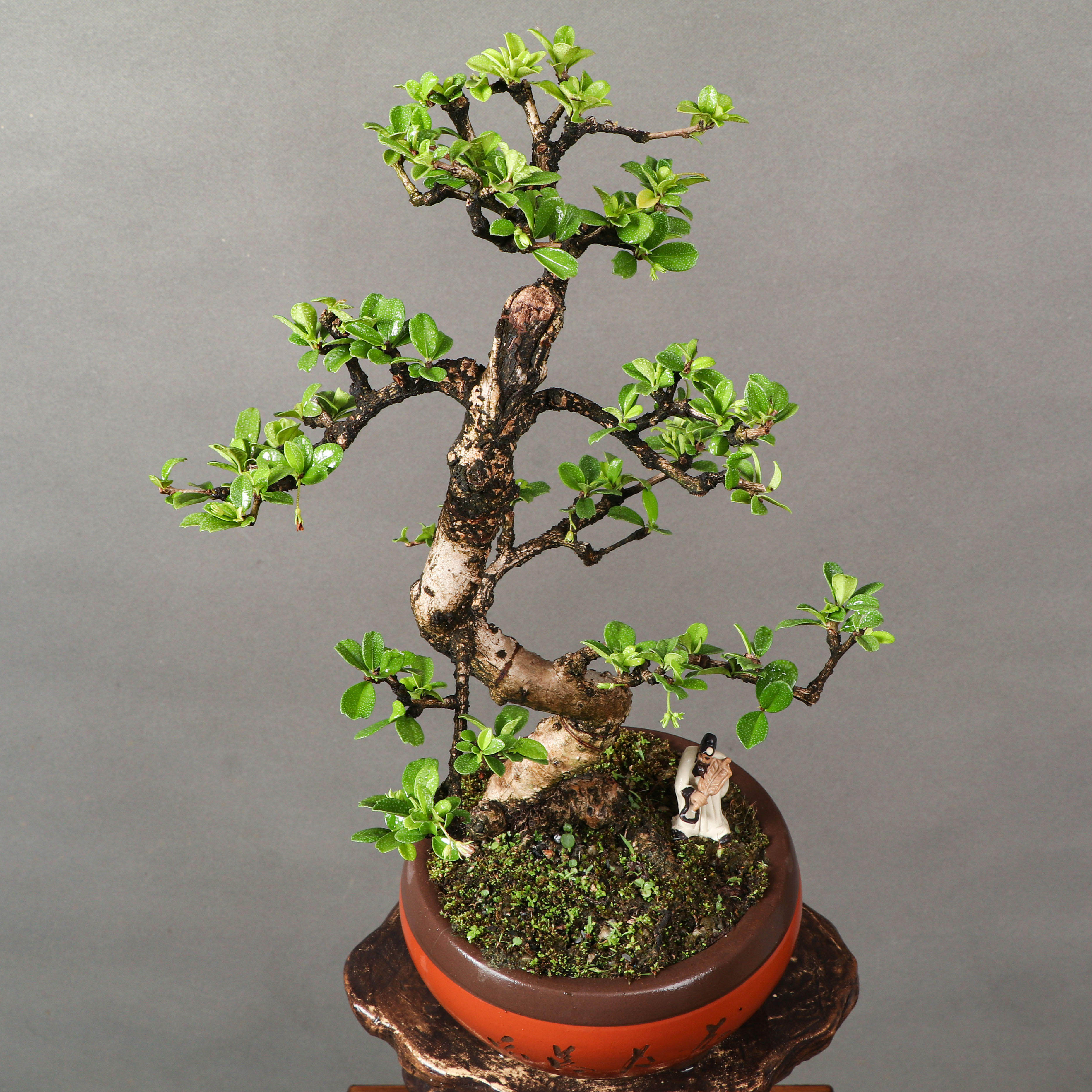 福建茶盆景:小茶树大魅力,绿叶白花 精品福建茶介绍:福建茶树形矮小