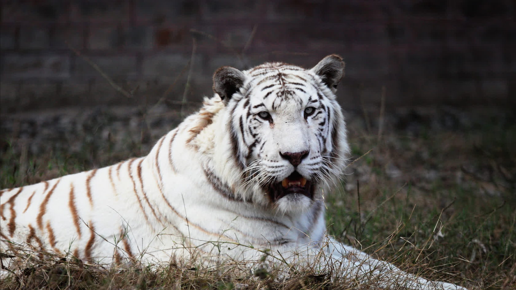 白老虎品种图片