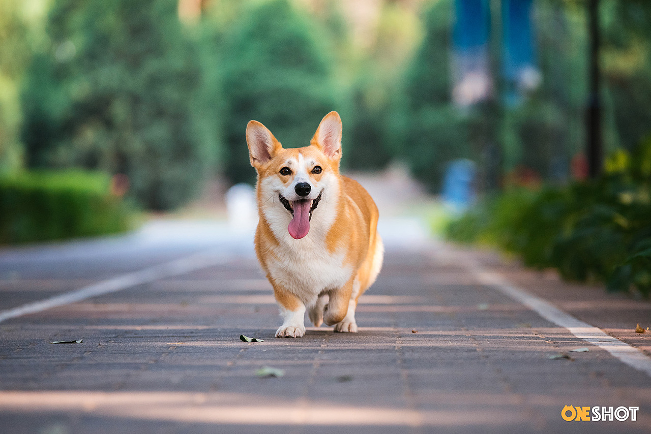 威尔士柯基犬壁纸图片