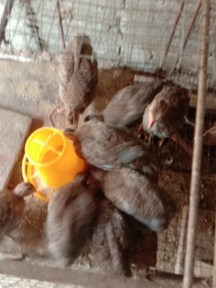 珍珠鸡仔苗养殖技巧分享    珍珠鸡仔苗是鸡类中的一种,通常用于肉用