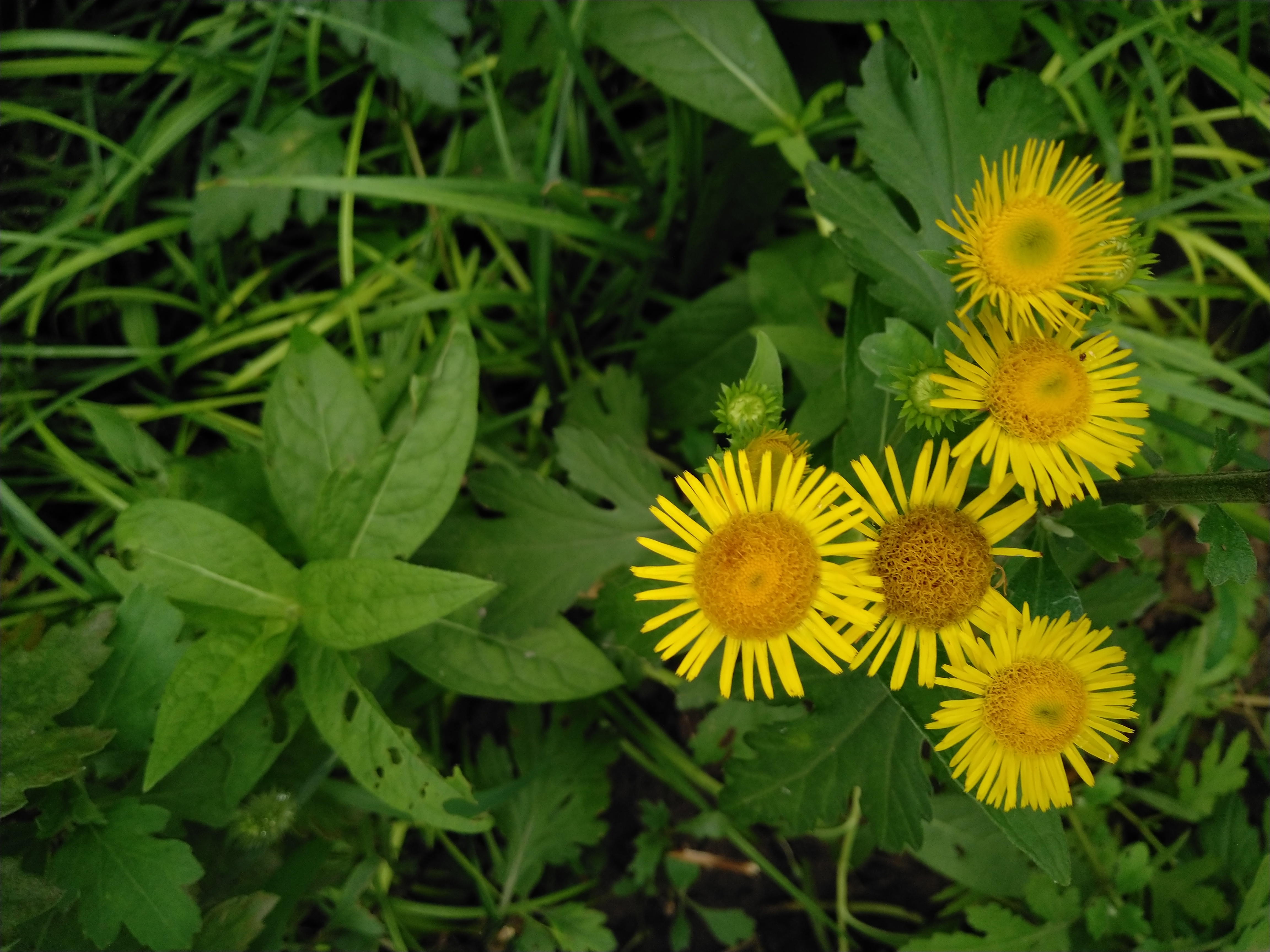 路边的野花你不要采 小路边的野花很漂亮,随手拍下来,留个纪念呀.