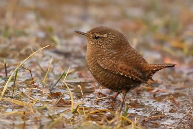 饲养鹪鹩的几个要点 92鹪鹩是一种小型鸟类,因其外形可爱,喜欢在