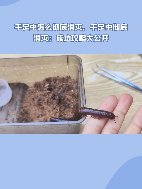 千足虫怎么彻底消灭,千足虫彻底消灭:成功攻略大公开!