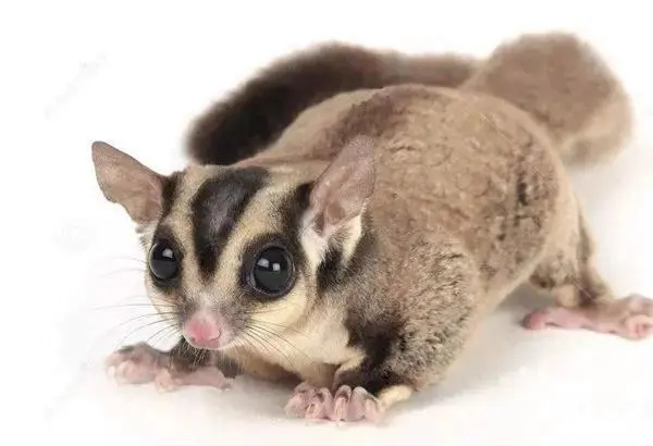 蜜袋鼯简介 | 小型袋鼯科动物的特征和习性 蜜袋鼯是一种袋鼯科的小型