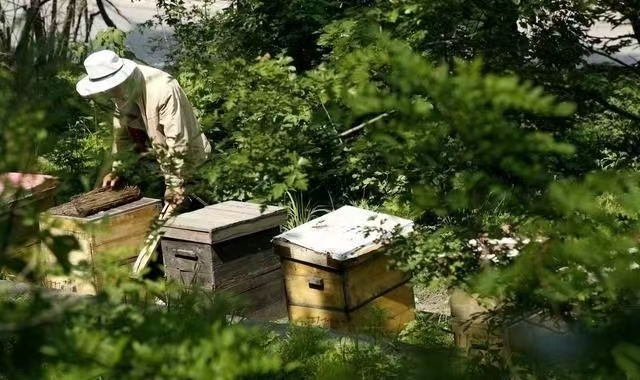观察小技巧 简易的养蜜蜂箱外观察小技巧,学会以下14点你也是养蜂能手