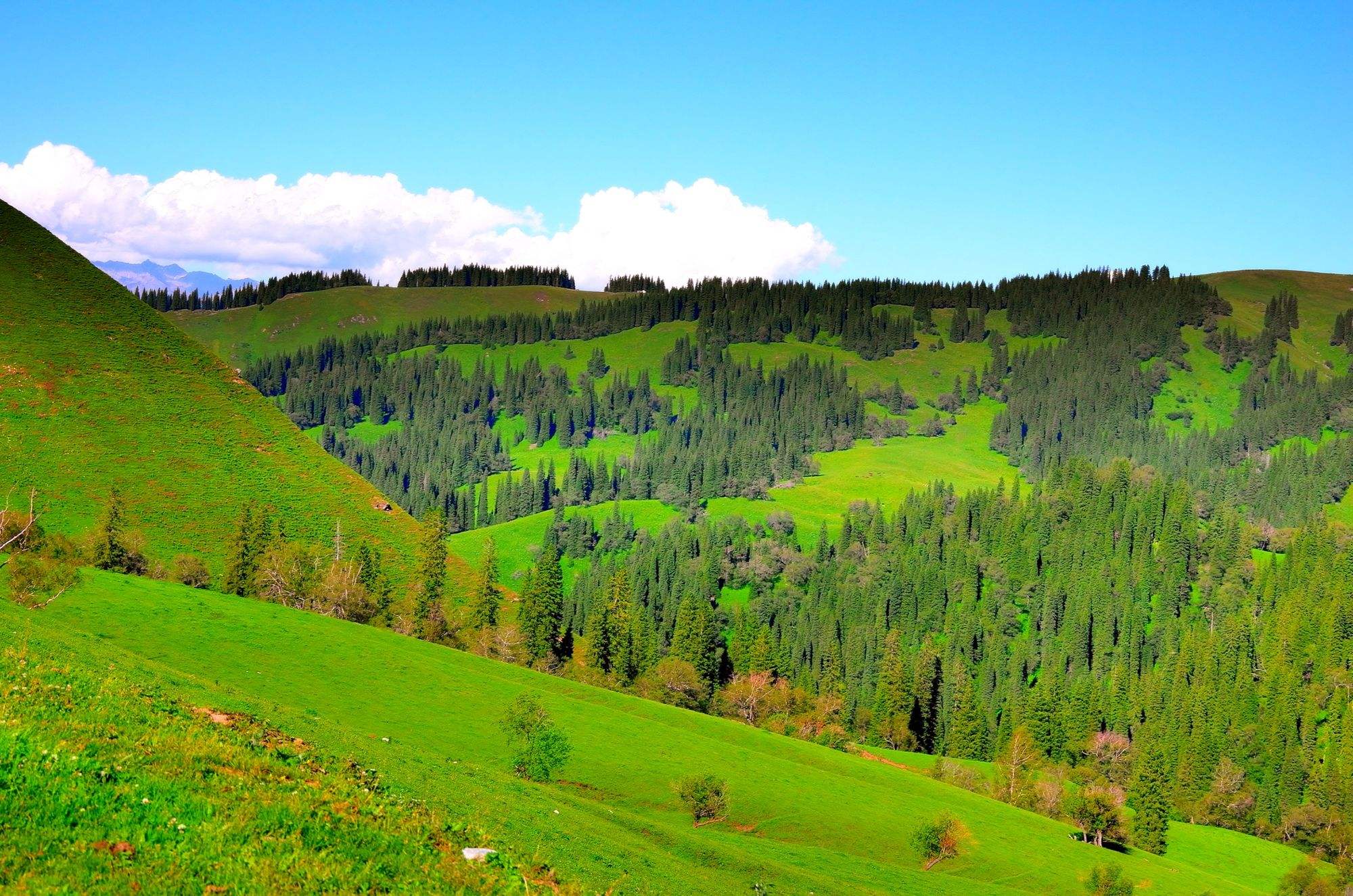 这片广袤的草原位于内蒙古,一望无际的绿色草坪,伴随着牛羊漫步其中