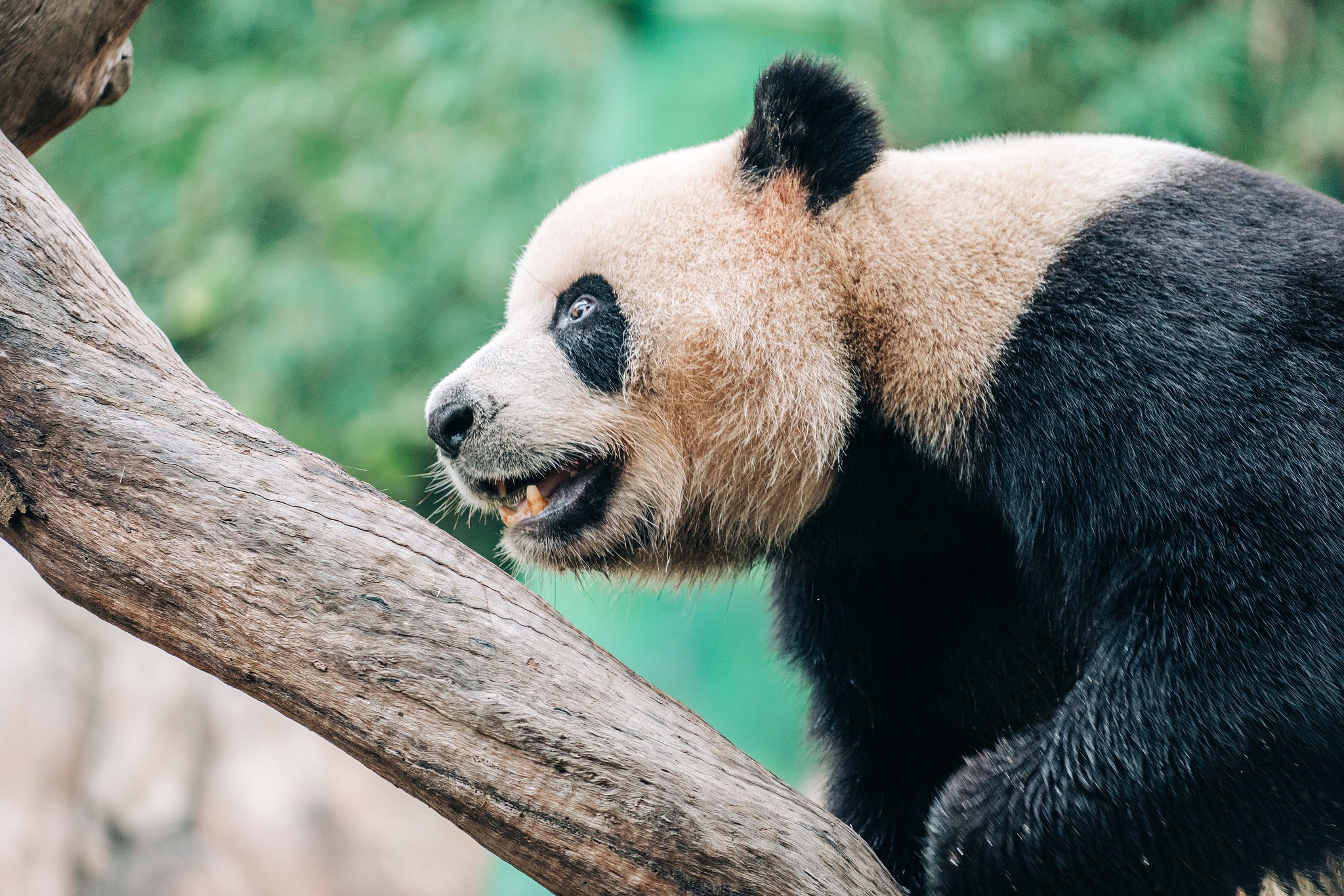 搞笑大熊猫圆圆:爬树新技能,肌肉闪闪亮 #搞笑##大熊猫# 在一片静谧的