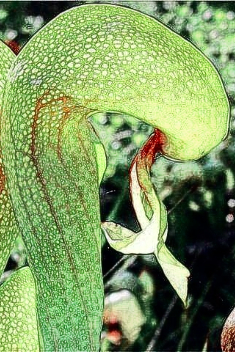 眼镜蛇草:大自然中的神奇存在91 在这个繁花似锦的大自然中,有一种