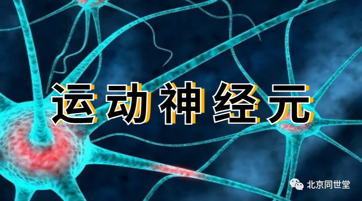 运动神经元病简介及常见病种解析 人体的神经系统是由神经元及其所