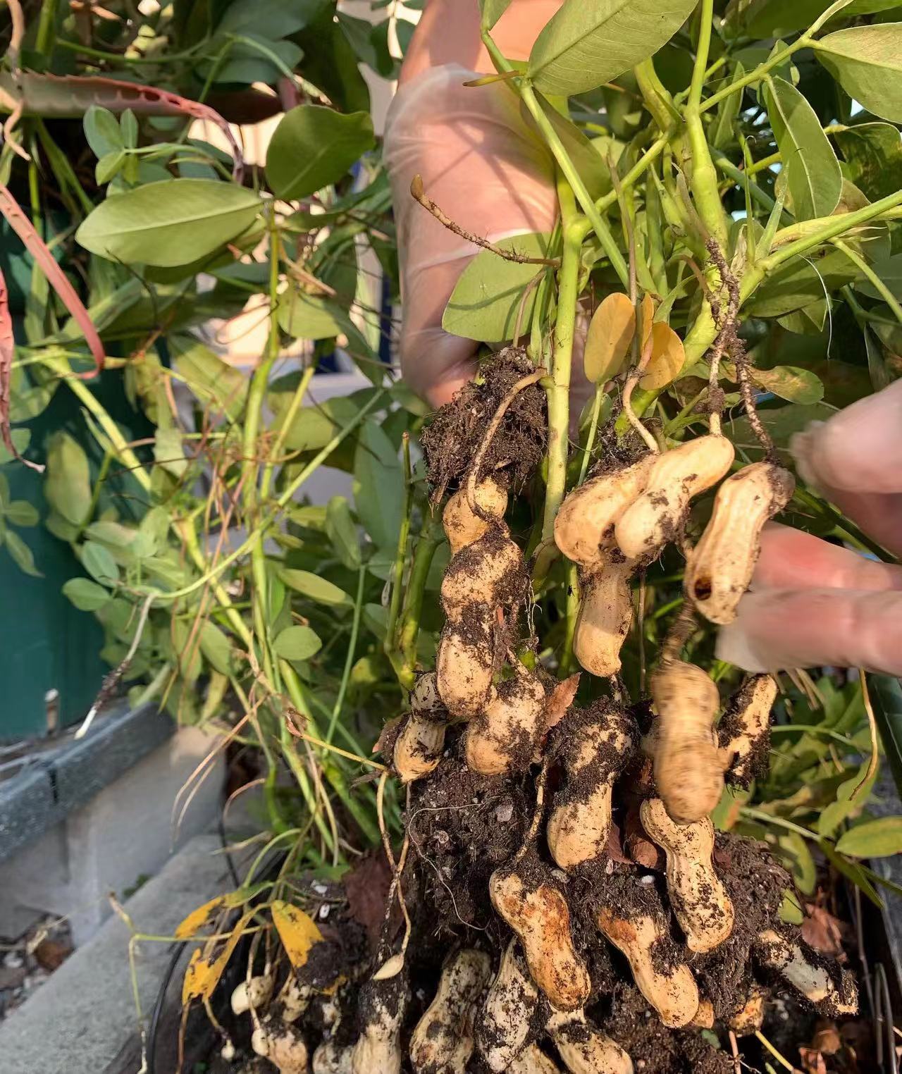 花生生长小技巧—生长阶段怎么用叶面肥91 作为一个爱好园艺的小