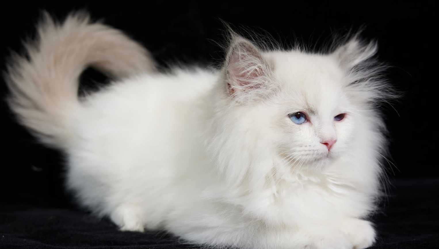 这种猫咪毛色可丰富了,有白色,黑色,黑白三色和