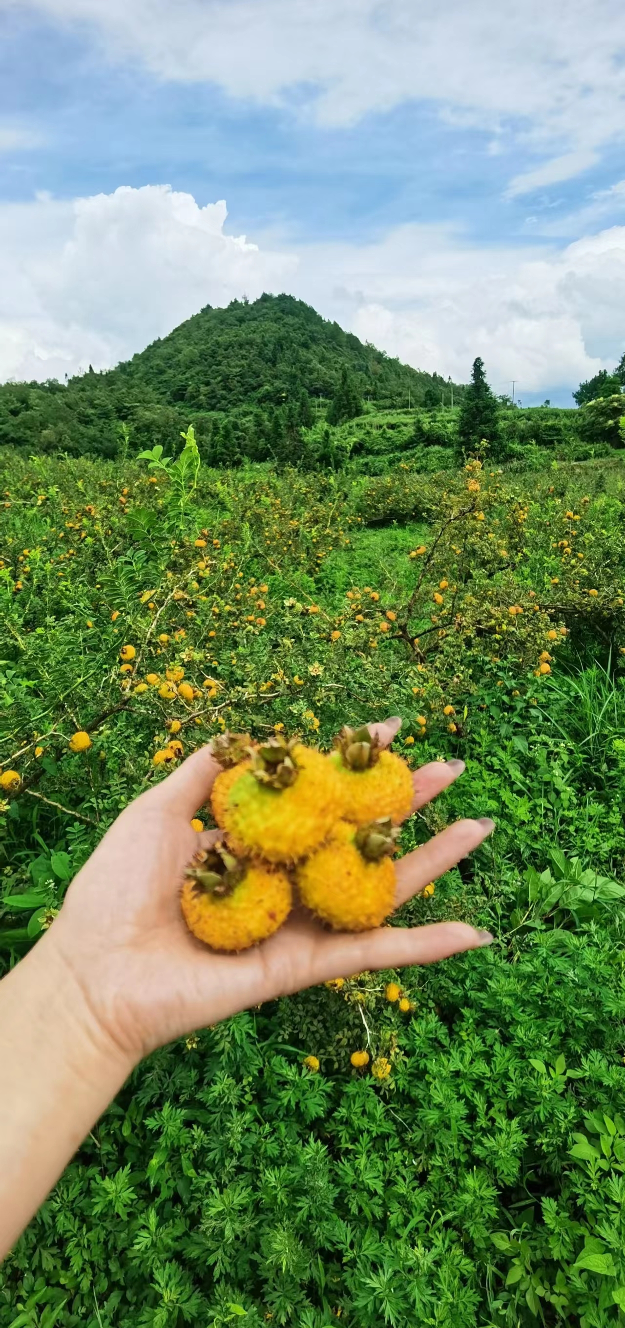 刺梨长什么样子图片图片