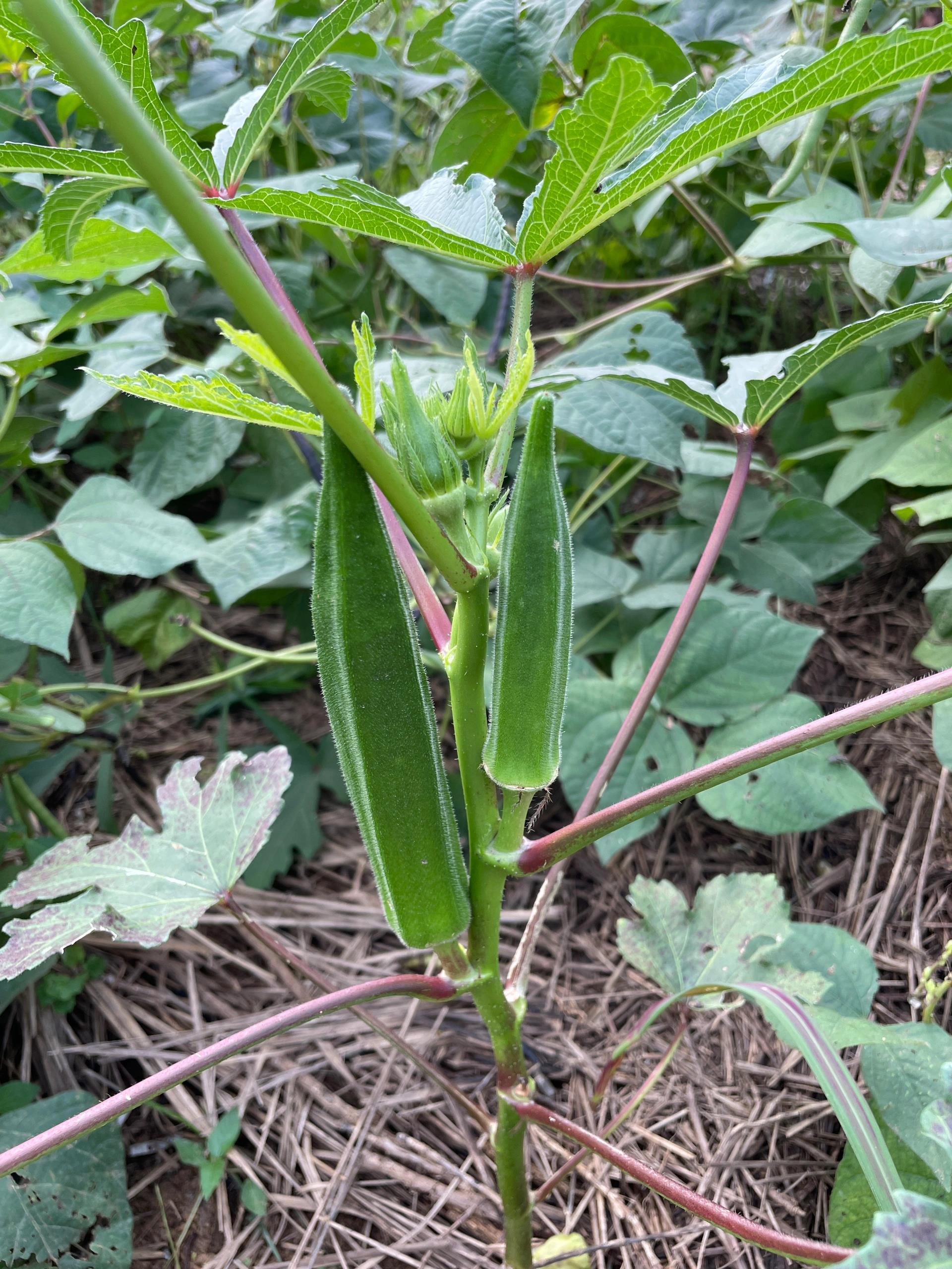 97种子选择  秋葵是一种适应性很强的植物,几乎所有品种都可以在