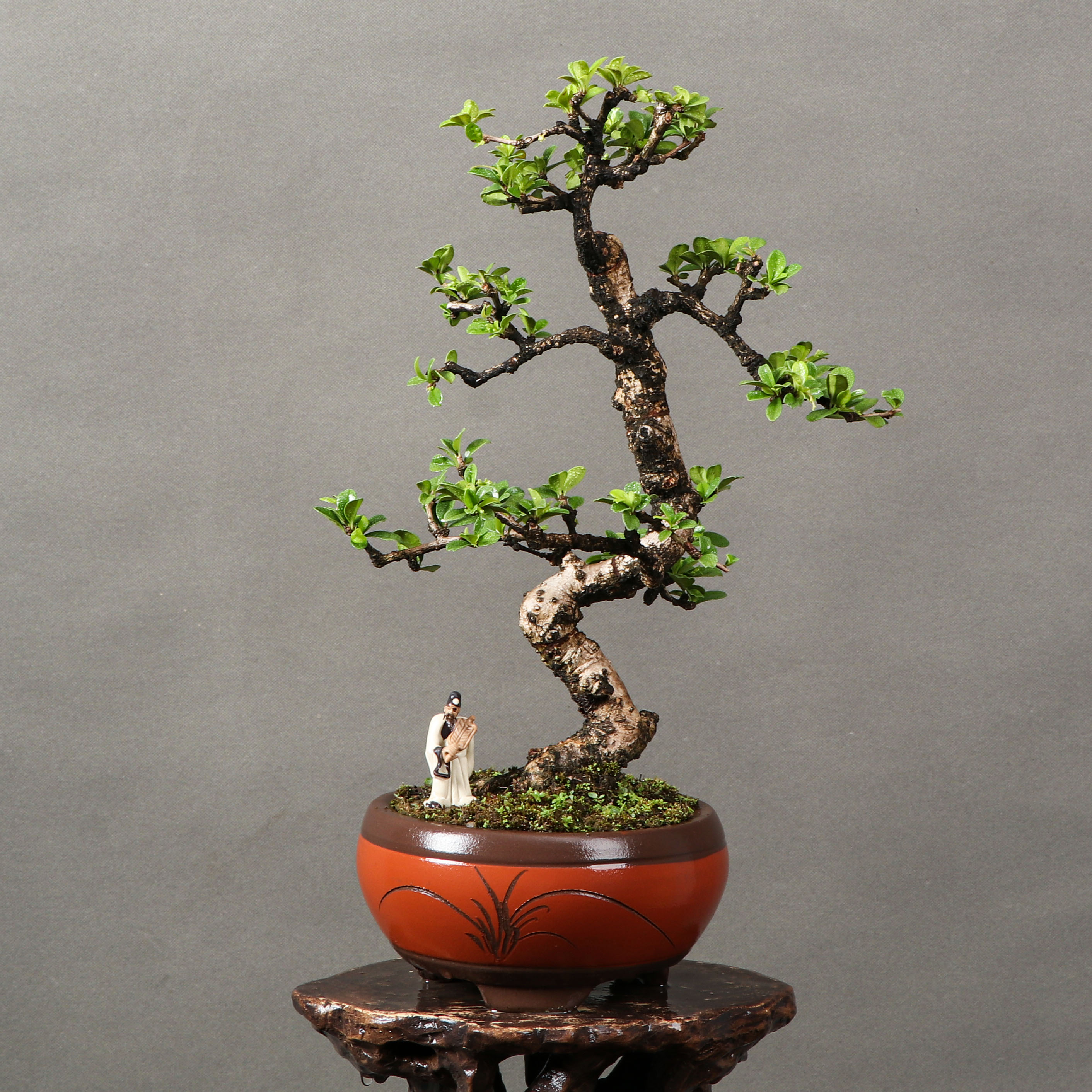 福建茶盆景:小茶树大魅力,绿叶白花 精品福建茶介绍:福建茶树形矮小