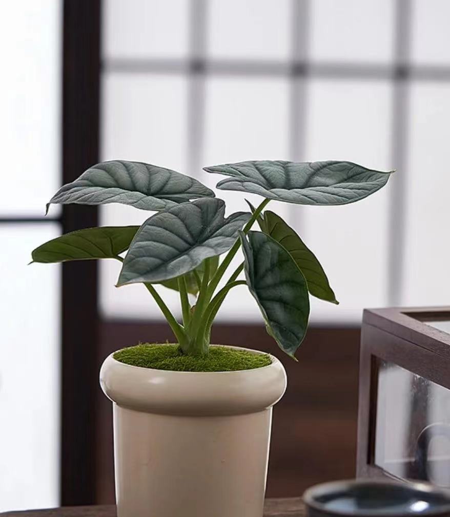 新手养植物心得分享:白犀牛的光照要求91 我最近迷上了养植物,感觉