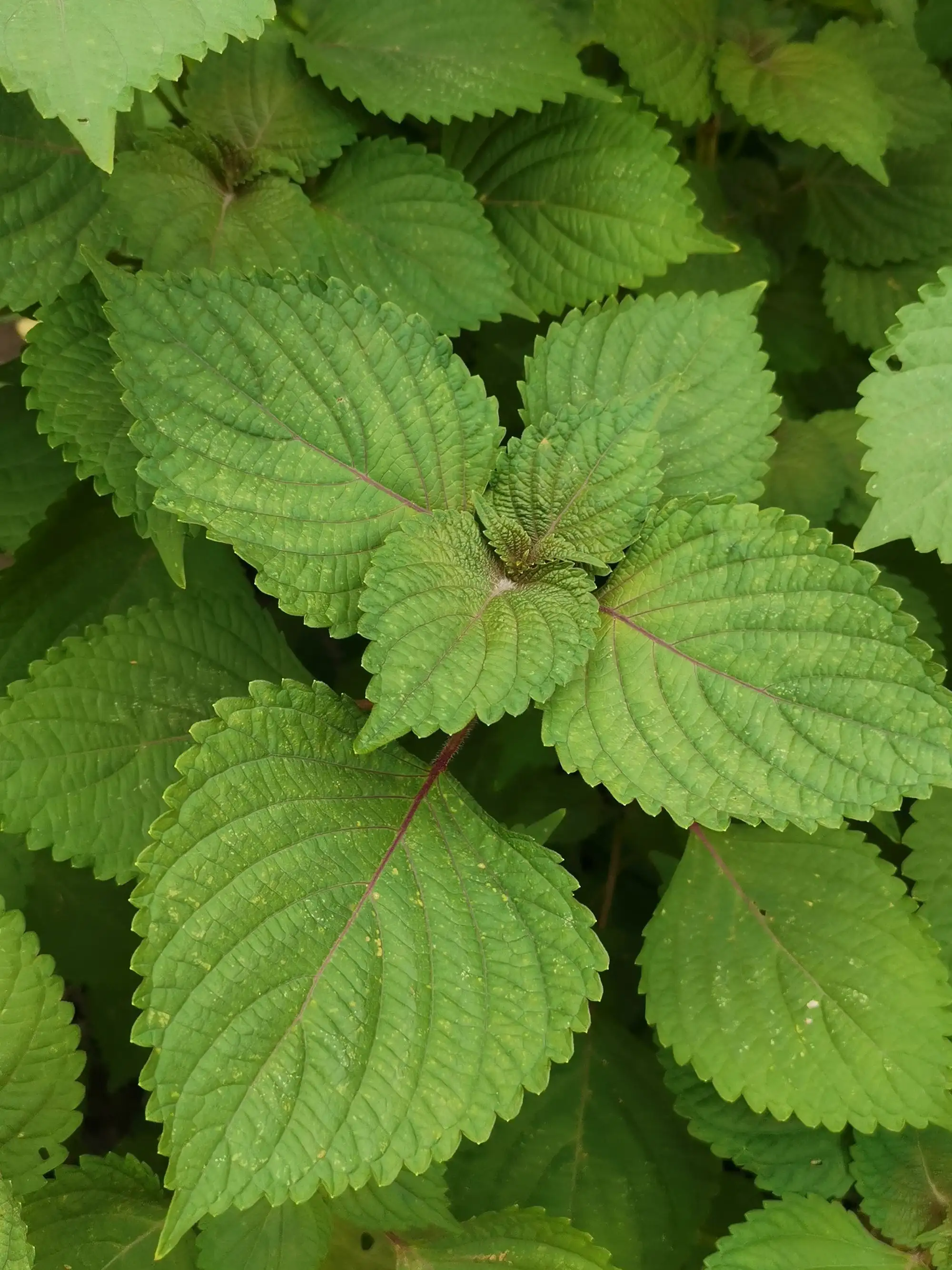 药材紫树图片