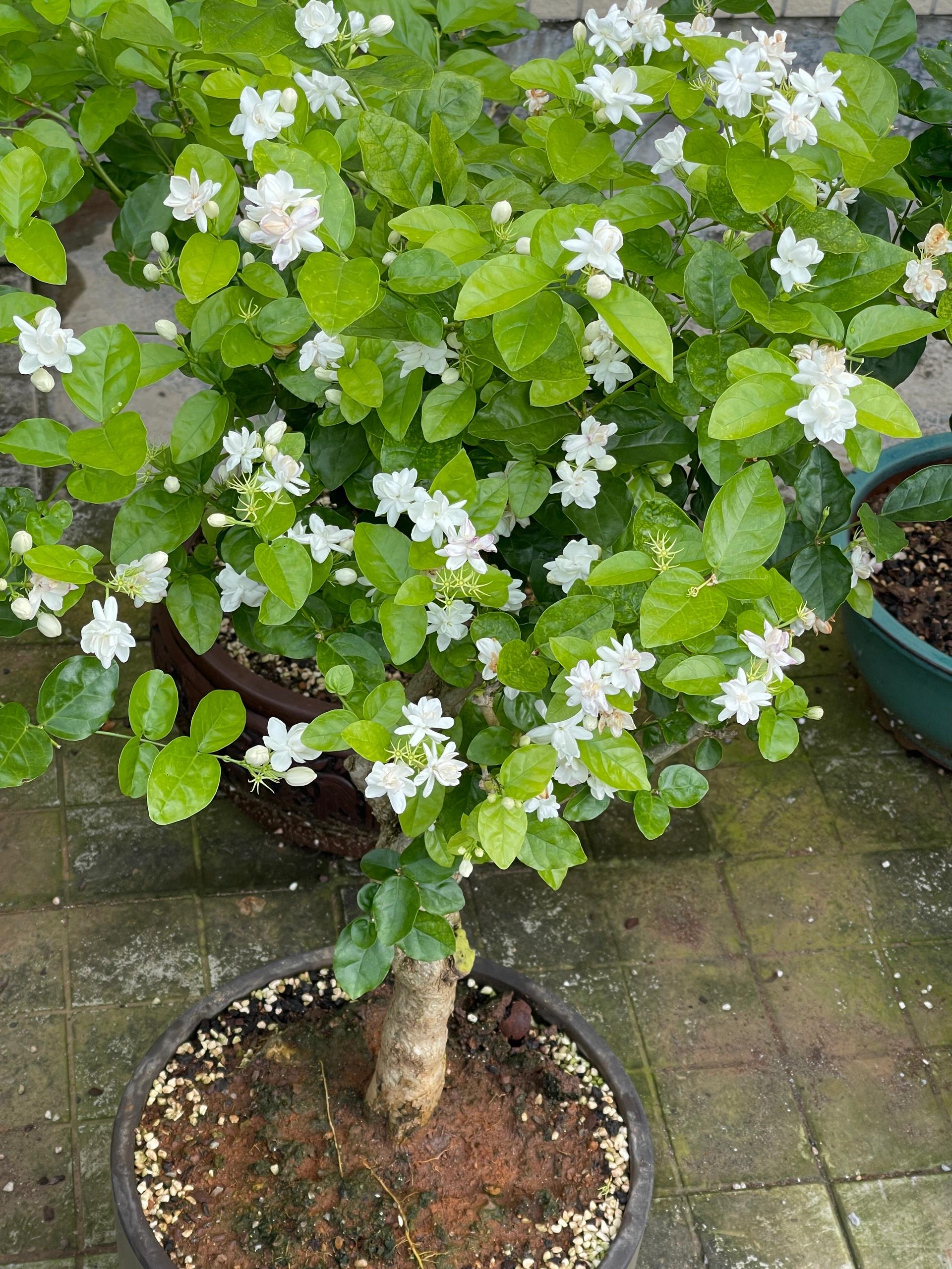 黄蒙拉茉莉花图片