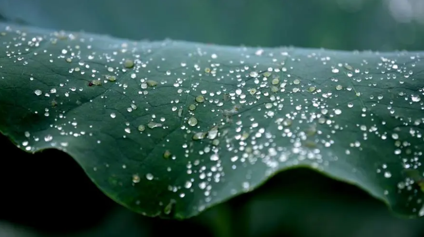 超疏水涂料的运用场景:江苏中为新材料 超疏水涂料的运用场景是什么呢