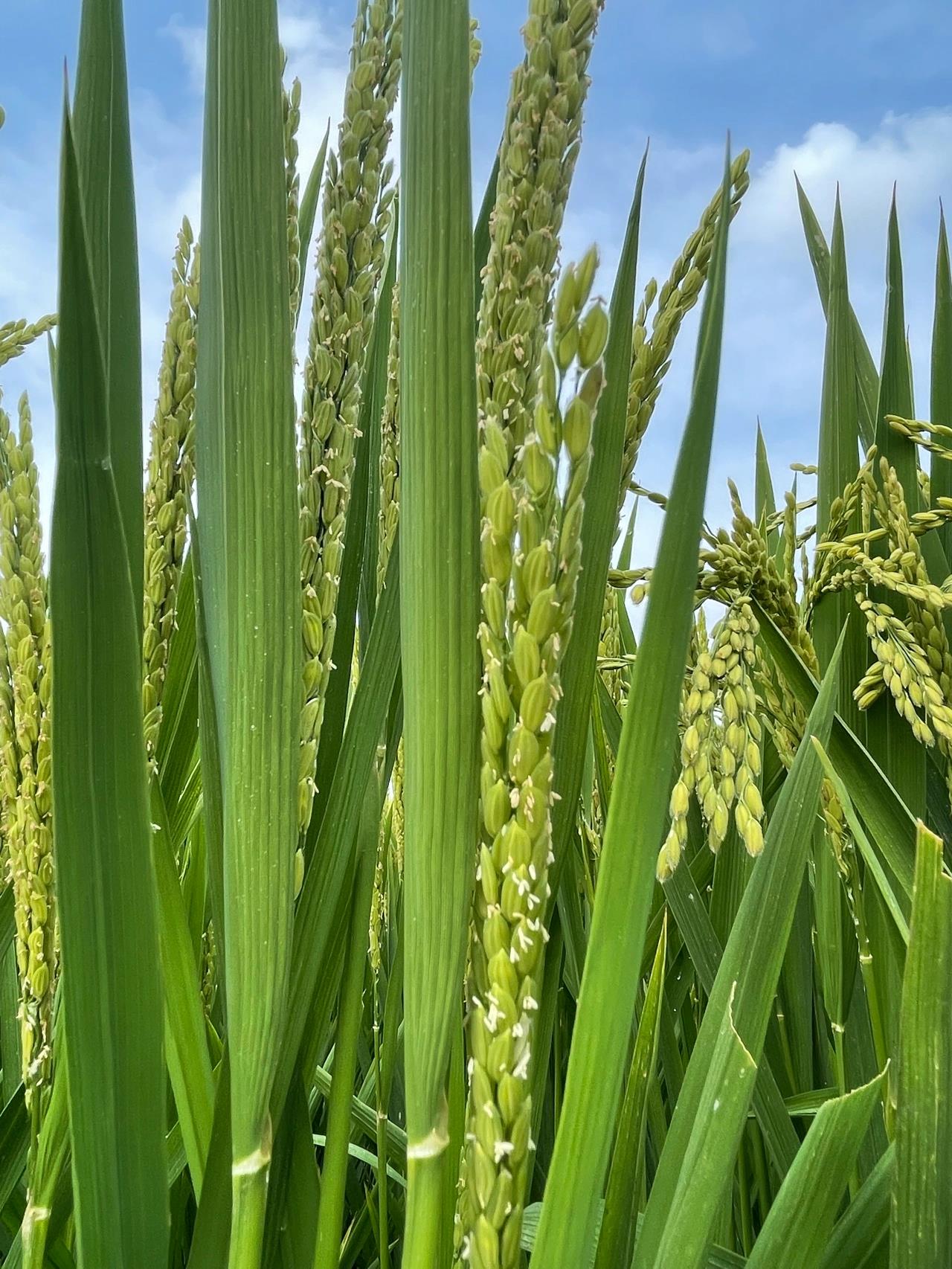 水稻种植喷施叶面肥促养分吸收97 水稻种植过程中,叶面肥的喷施时间