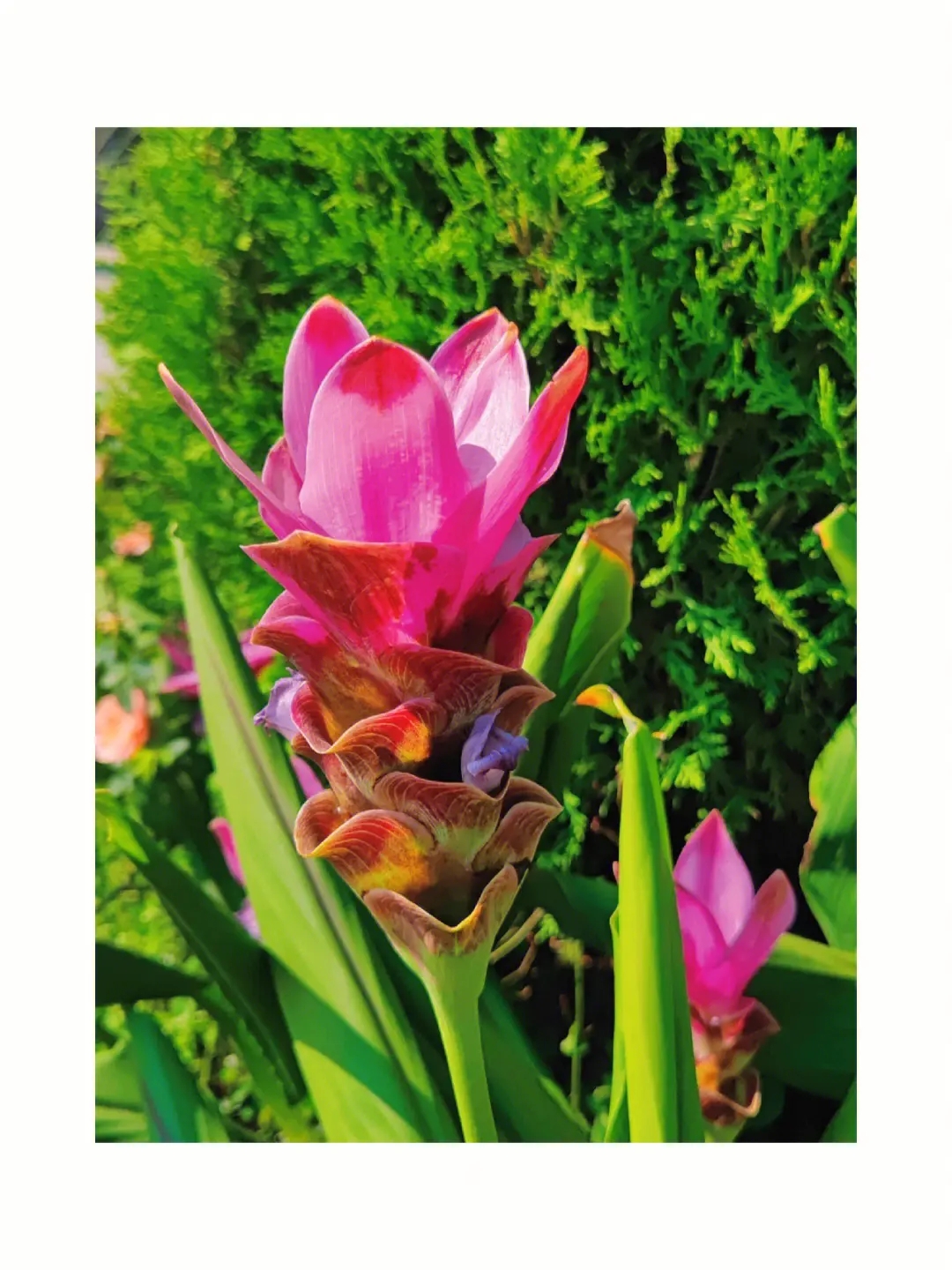 姜荷花以其美丽的花朵和独特的特征而广受欢迎,被广泛种植和观赏.