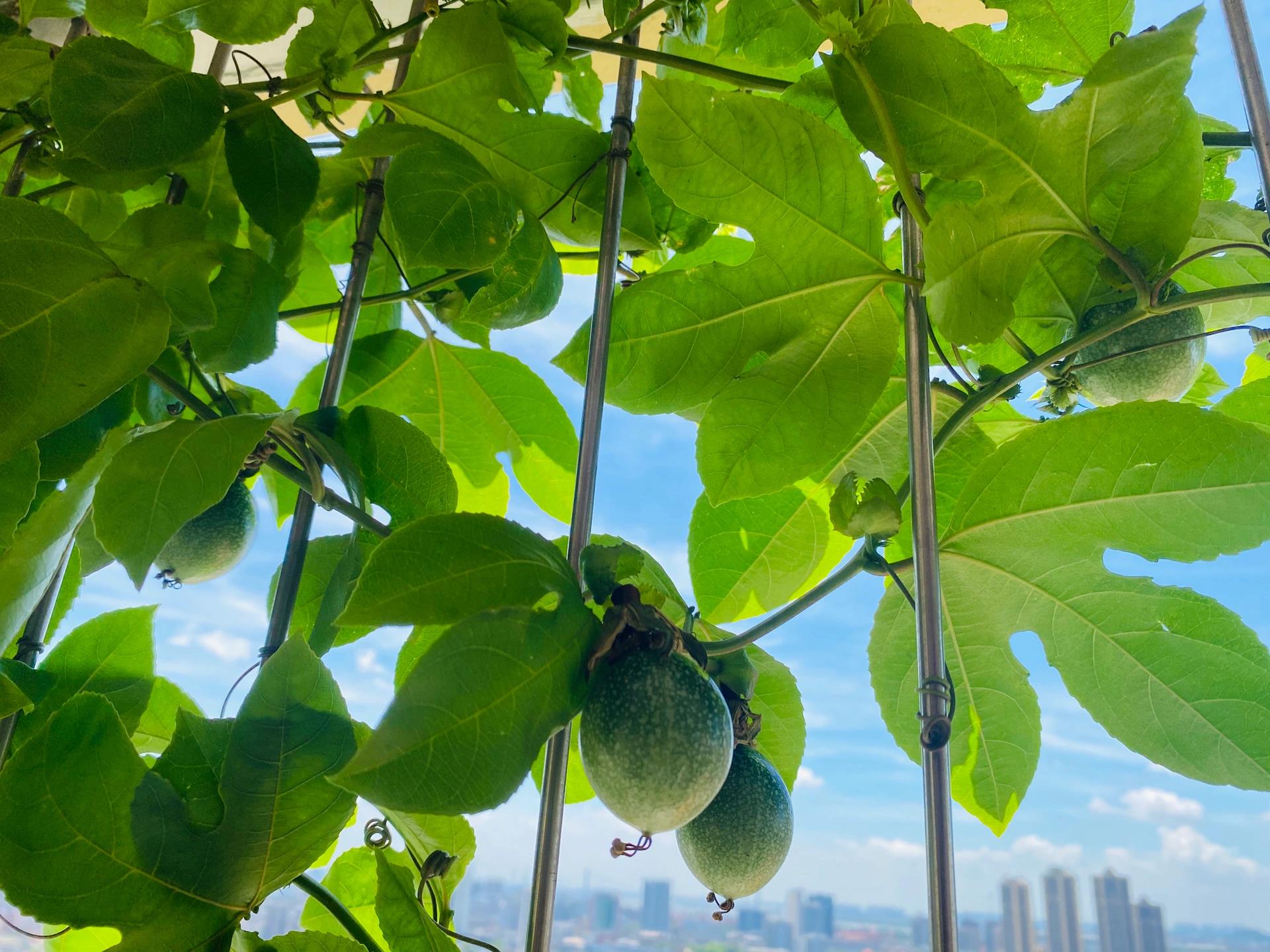91阳台种植百香果 是我最近的新爱好 虽然阳台不大 但是这种果树很