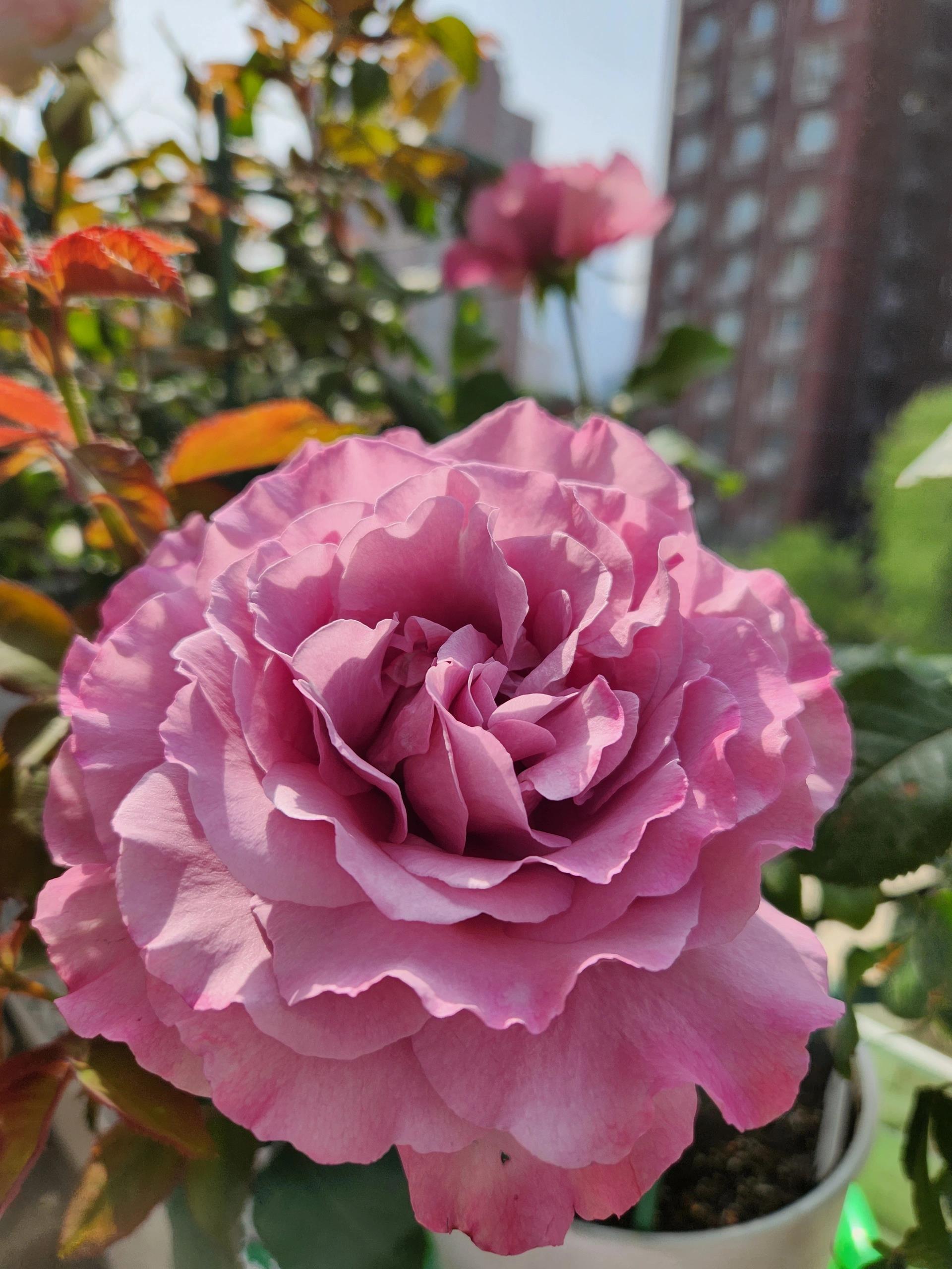 月季养护|暮光月季96的夏季养护技巧 93月季品种"暮光",夏季如何