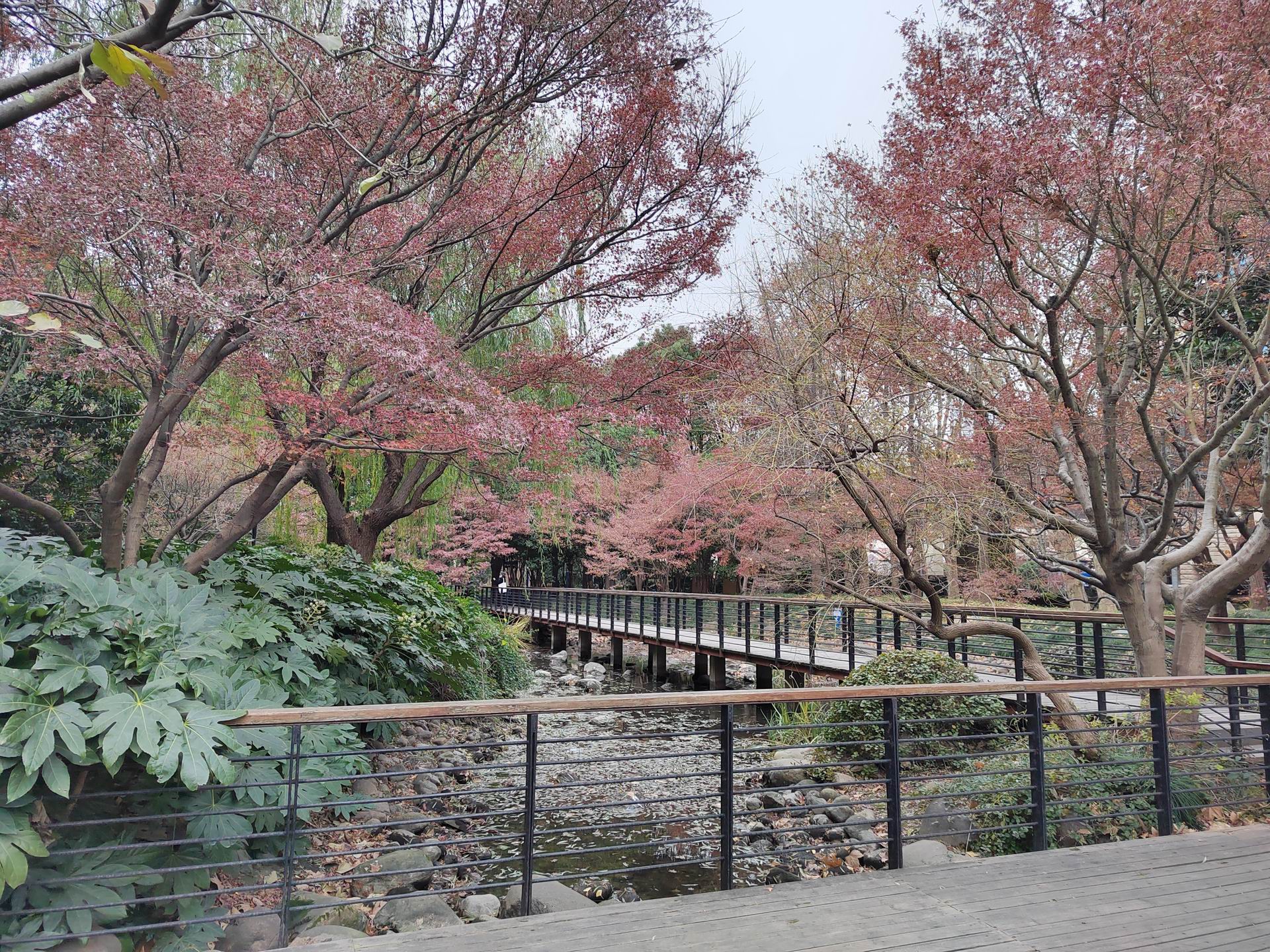 上海自然风光 | 延中绿地广场公园享受红叶 你是否曾想过在上海市中心