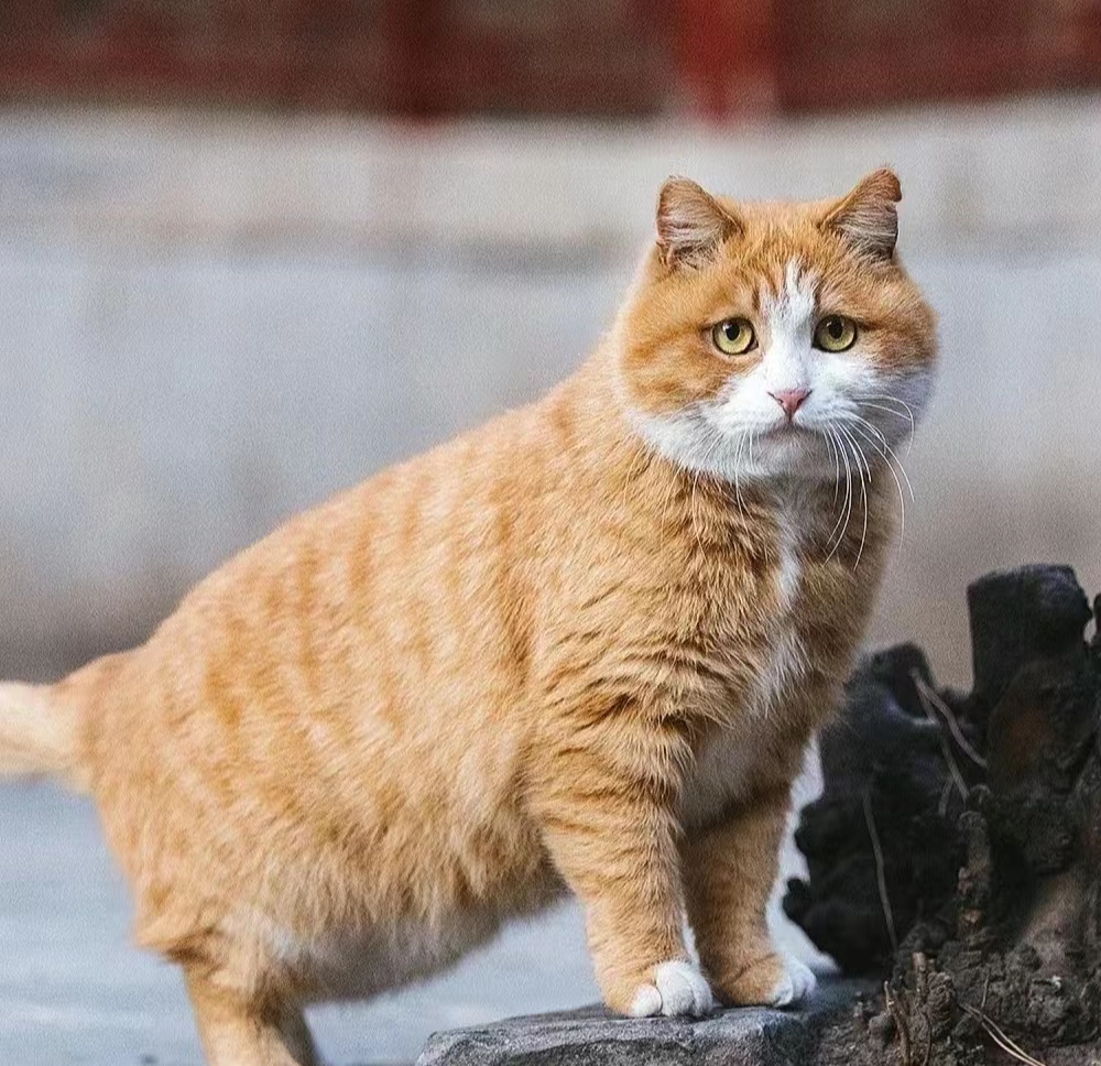 故宫顶流御猫帕帕 故宫猫帕帕的名字取自于papà cat