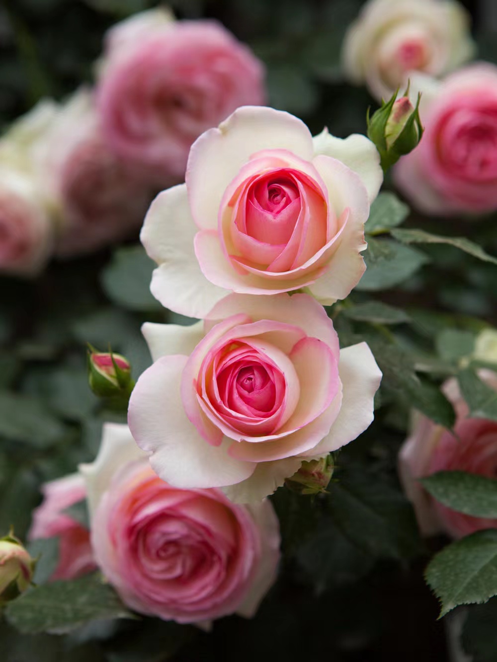 下面,让我们来详细了解一下龙沙宝石月季的优缺点.