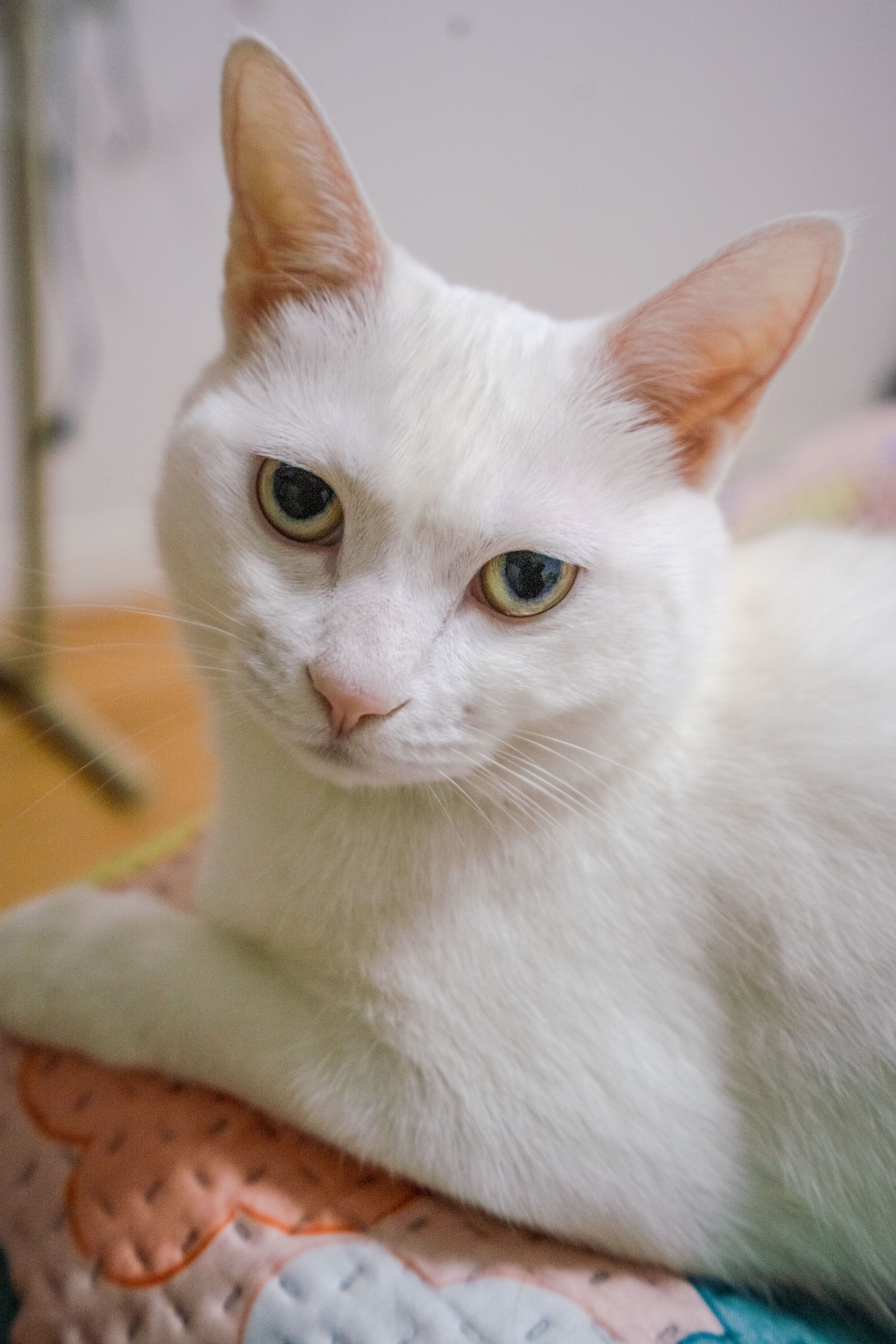 当这个基因完全表达时,猫咪的毛色就会是完全的白色.