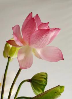 荷香漫塘边 碧荷生幽泉, 香溢满塘边. 清风扶我笔, 豪情洒天边.