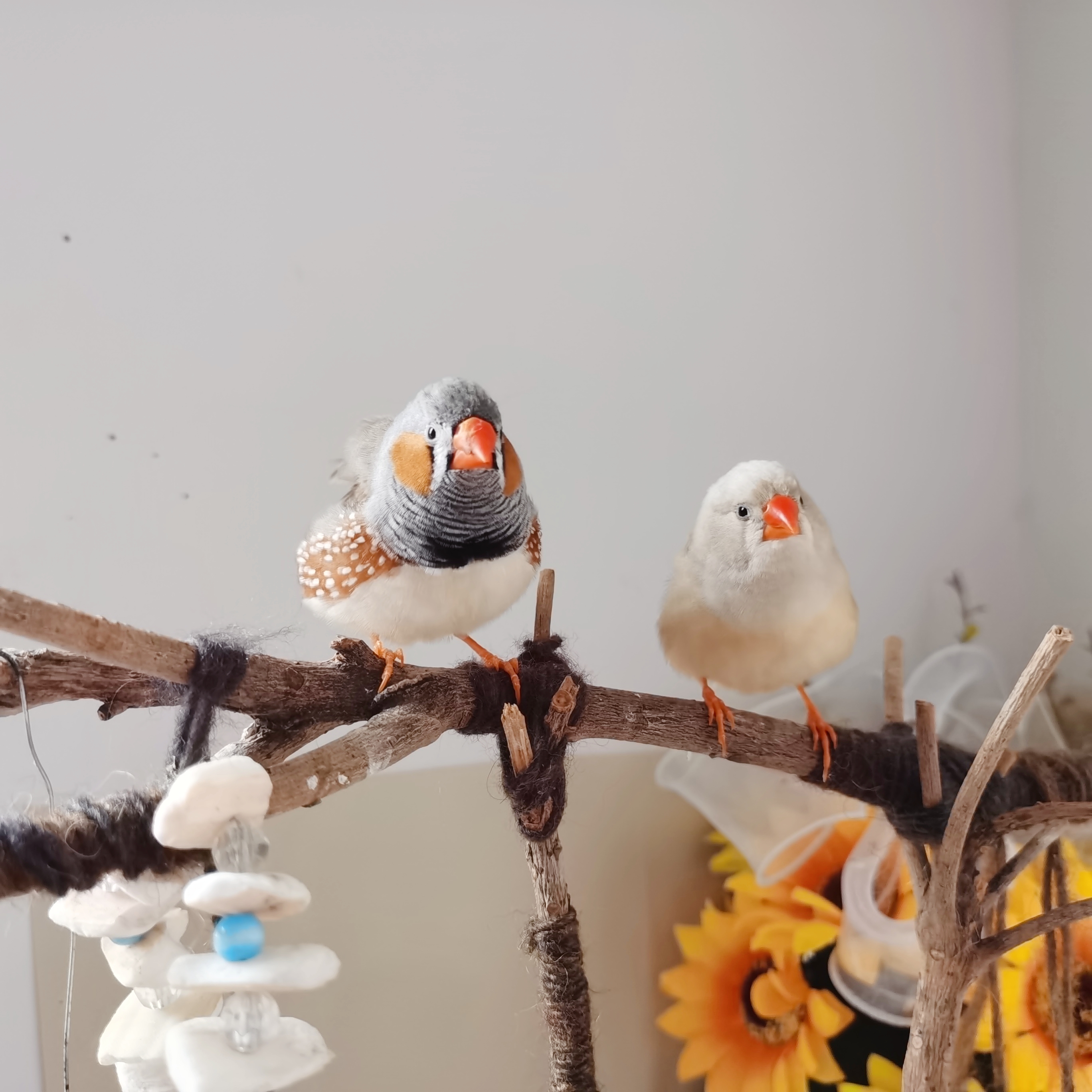 珍珠鸟什么时候会下蛋