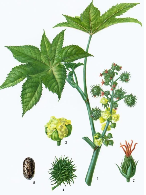润肠通便:蓖麻种子中含有大量