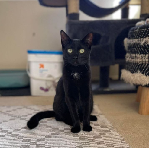 来自孟买的漆黑闪电:小黑豹 bombay,猫如其名,人称孟买猫,又叫小黑豹.