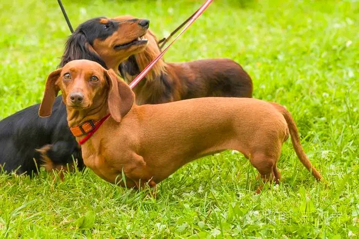 腊肠犬简介图片