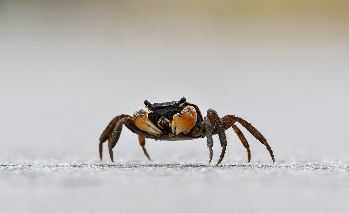 据说,这是因为螃蟹的大脑和身体是不对称的,它们的左右脑发育不完全
