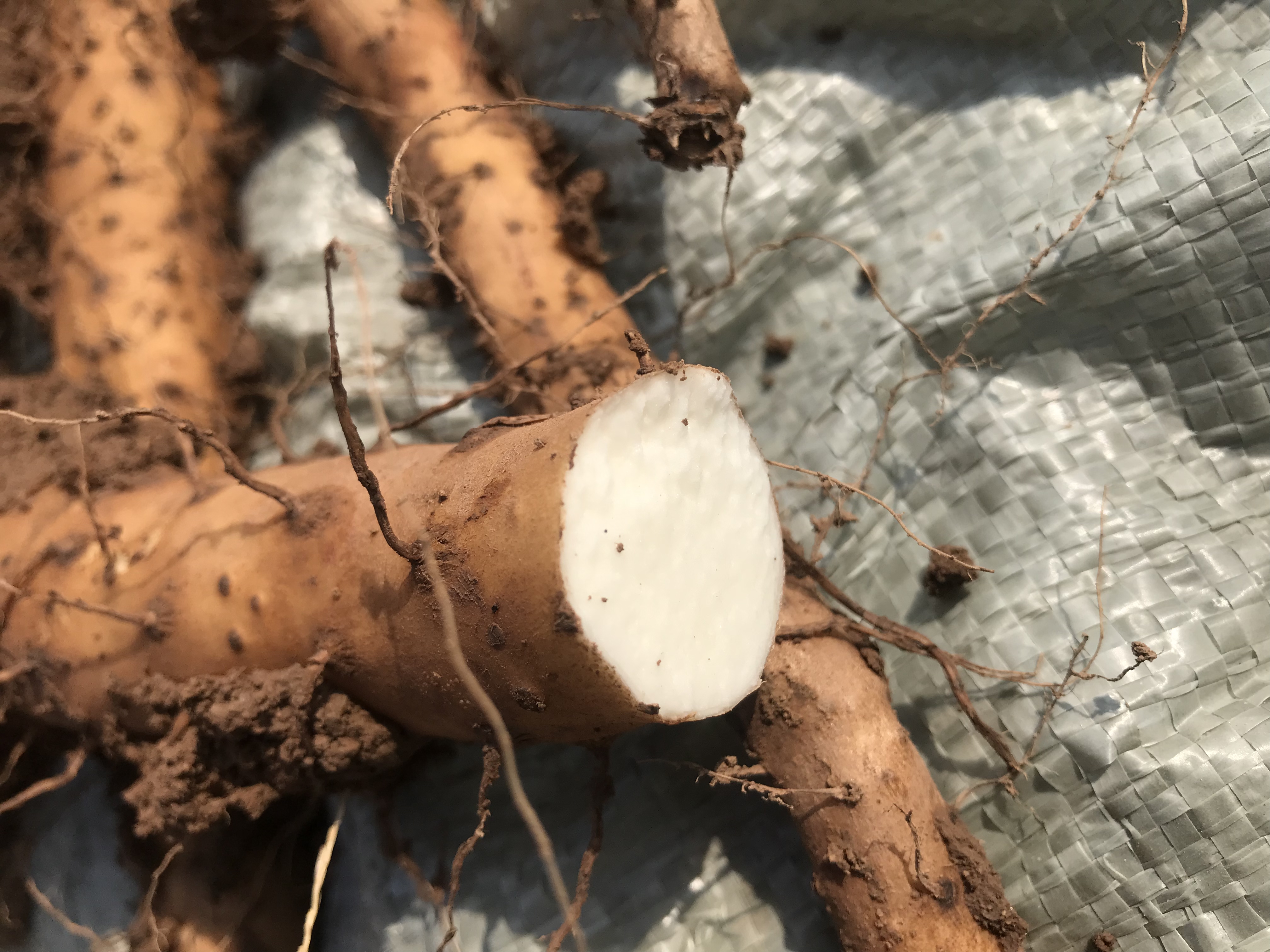 河南焦作铁棍山药,天然活力的滋养之源 亲爱的朋友们,你们是否想过,手