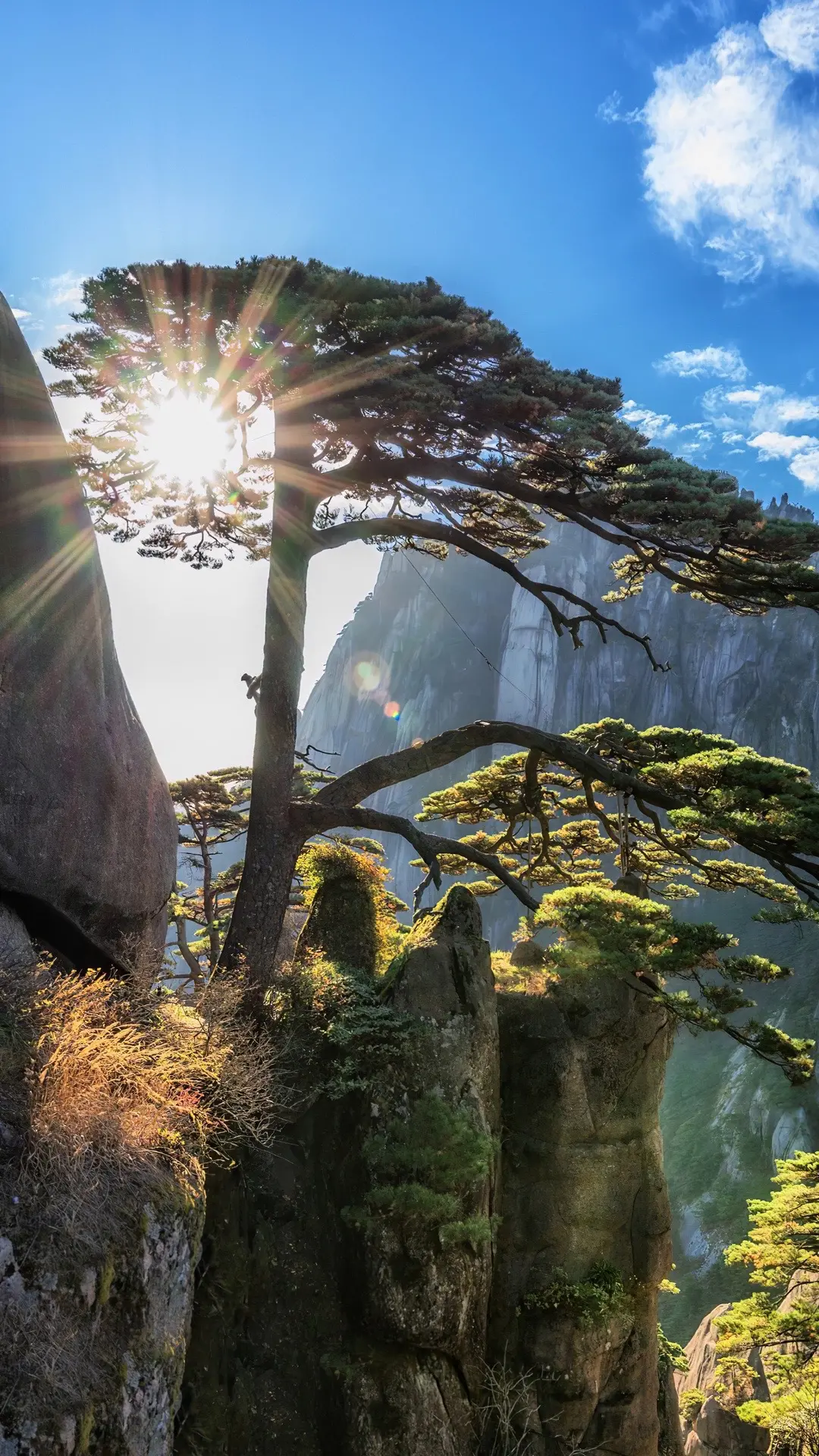 真正的迎客松风景大全图片