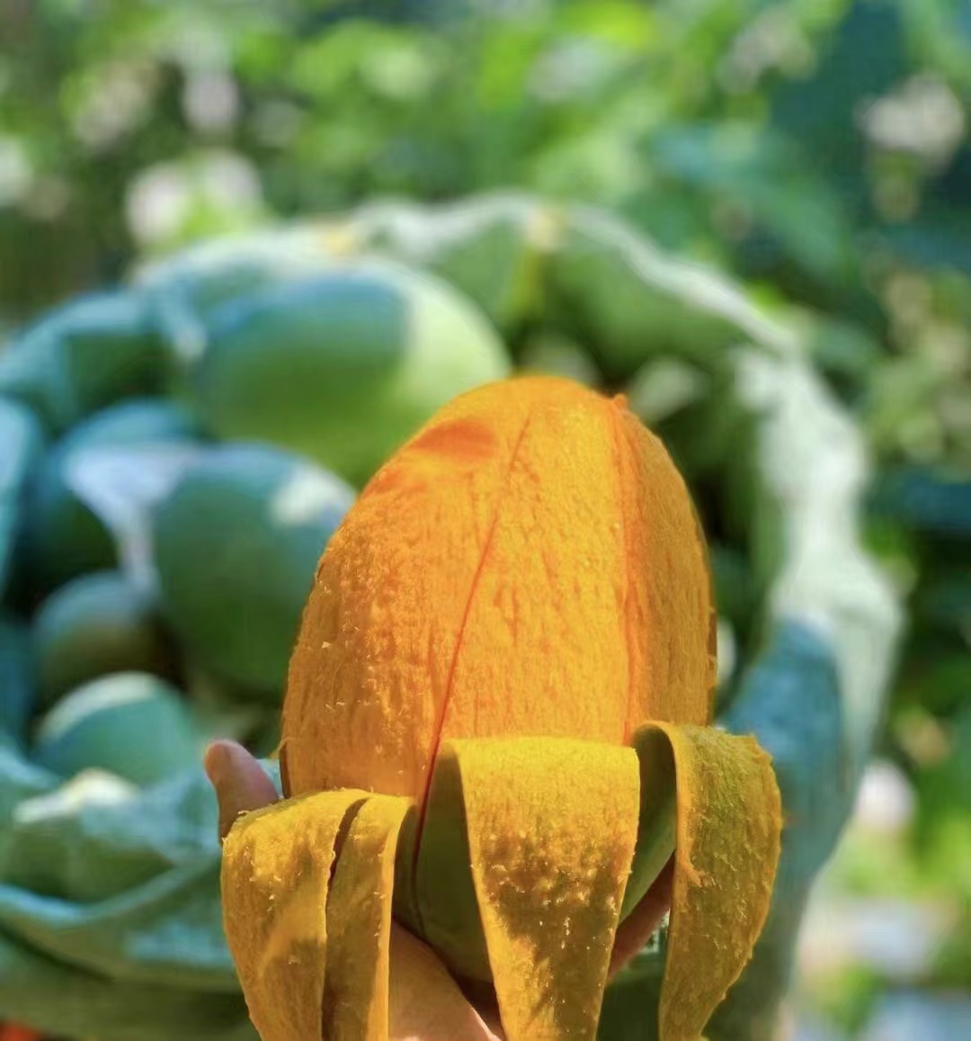 四川攀枝花大凯特芒果 进口热带水果  香甜多汁,肉质饱满 每一口都是