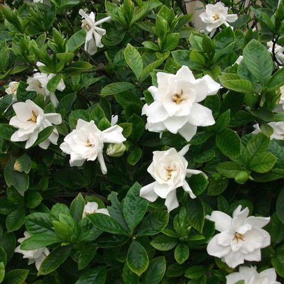 栀子花简介 栀子花,又名栀子或黄栀子,是一种常绿灌木.