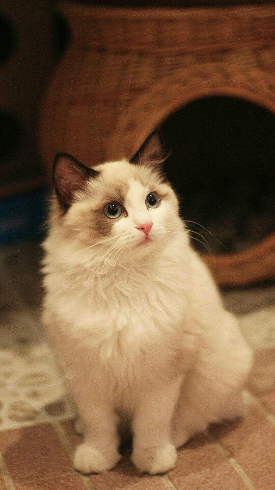 布偶猫简介 布偶猫起源于美国,也被称为"布拉多尔猫".