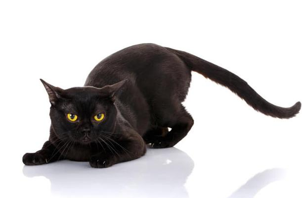 来自孟买的漆黑闪电:小黑豹 bombay,猫如其名,人称孟买猫,又叫小黑豹.