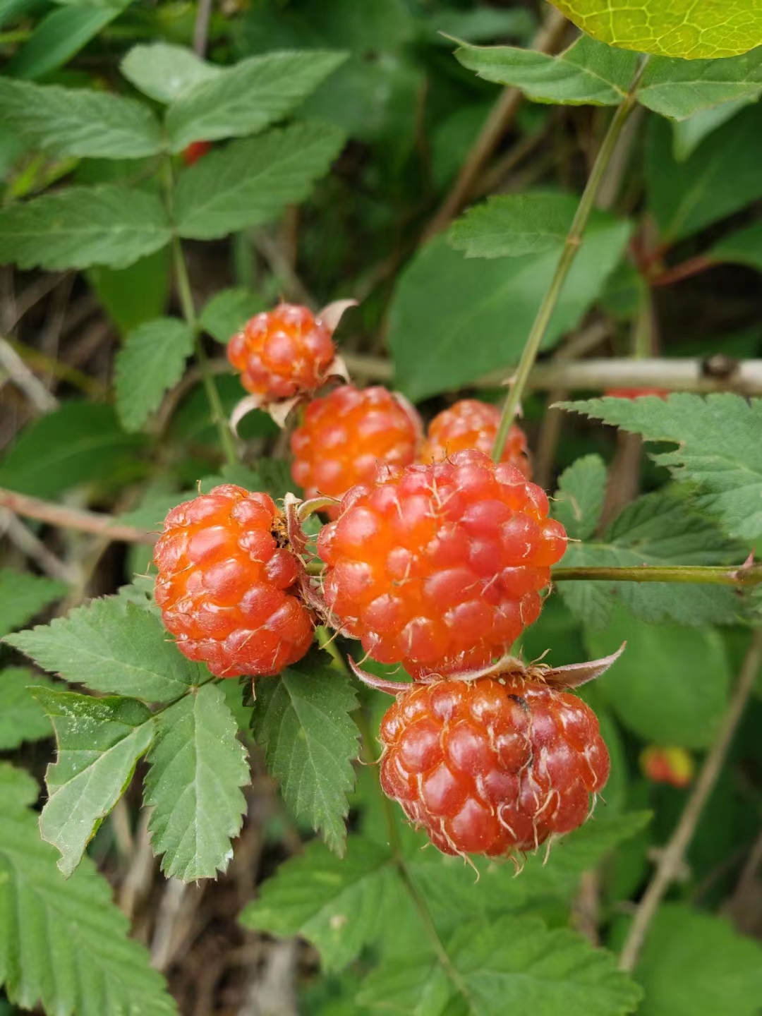 它应该是山莓,也叫三月泡,四月泡,刺葫芦,我们这里叫它刺莓子,架莓子