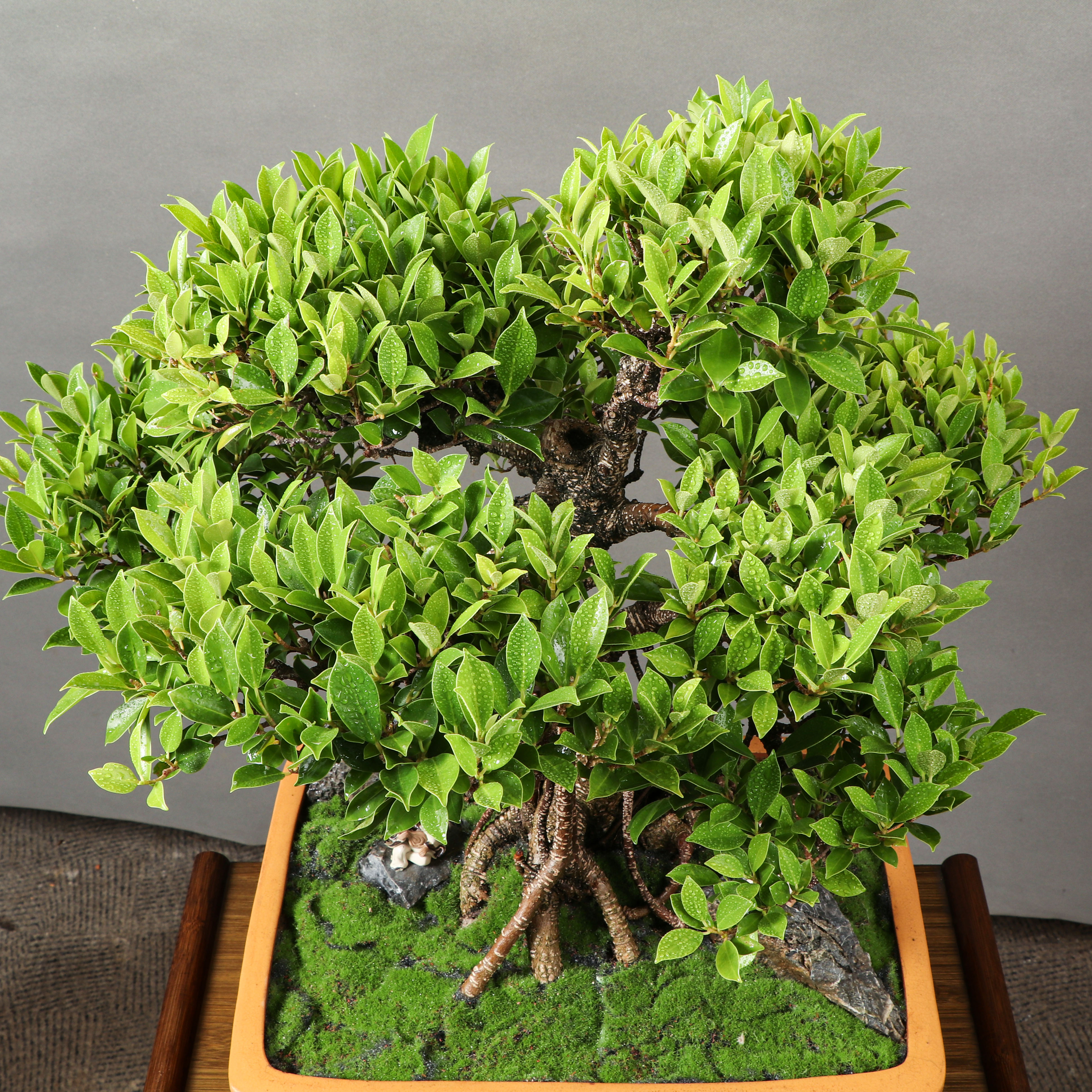 矮霸老桩台湾榕树盆景,阳台客厅必选!